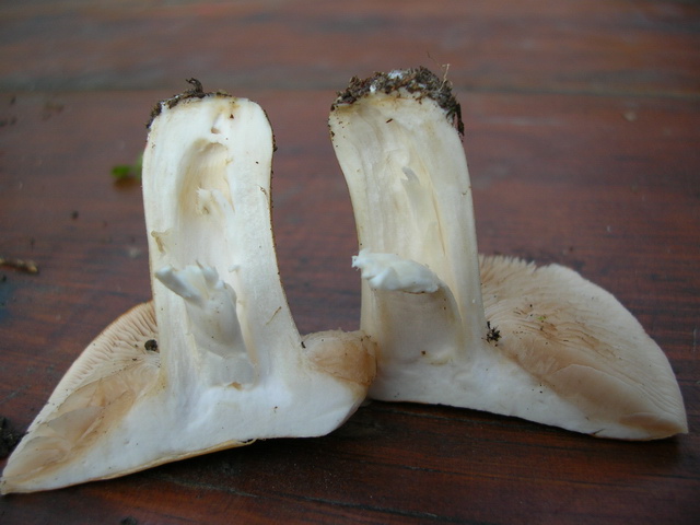 Dubbi su Hebeloma sinapizans